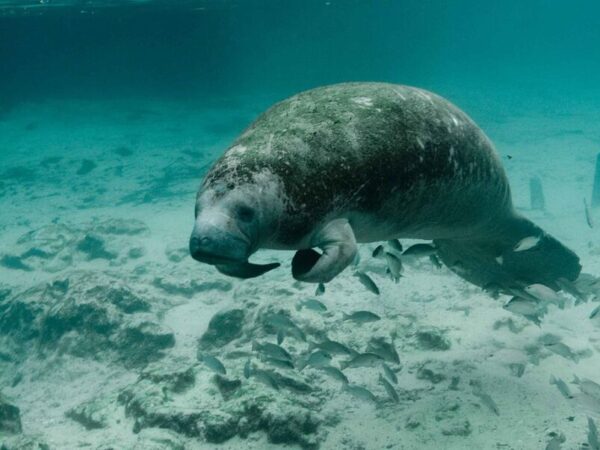 Colisões com barcos ameaçam manatins no Belize, um dos maiores baluartes mundiais da espécie