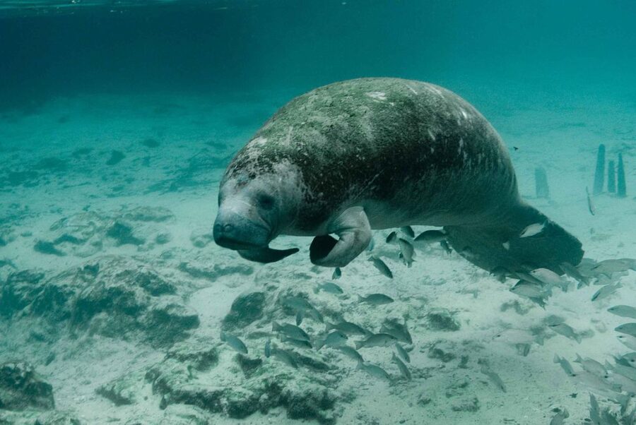 Colisões com barcos ameaçam manatins no Belize, um dos maiores baluartes mundiais da espécie