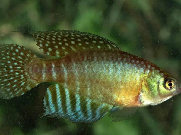 Expedições querem reforçar a proteção de peixes-das-nuvens