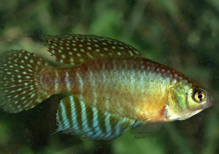 Expedições querem reforçar a proteção de peixes-das-nuvens