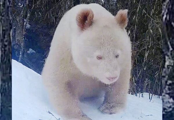 Panda albino único avistado na China