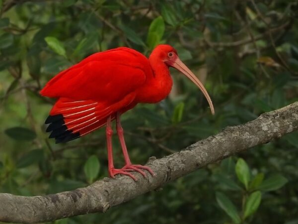 Grande Reserva Mata Atlântica reúne uma das maiores diversidades de espécies de aves do Brasil e do mundo