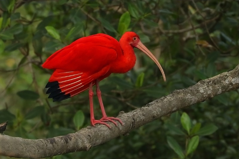 Grande Reserva Mata Atlântica reúne uma das maiores diversidades de espécies de aves do Brasil e do mundo