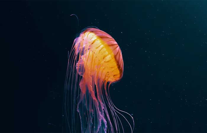 Cientistas da  missão submarina Nautilus encontraram nas profundezas uma rara espécie de água-viva