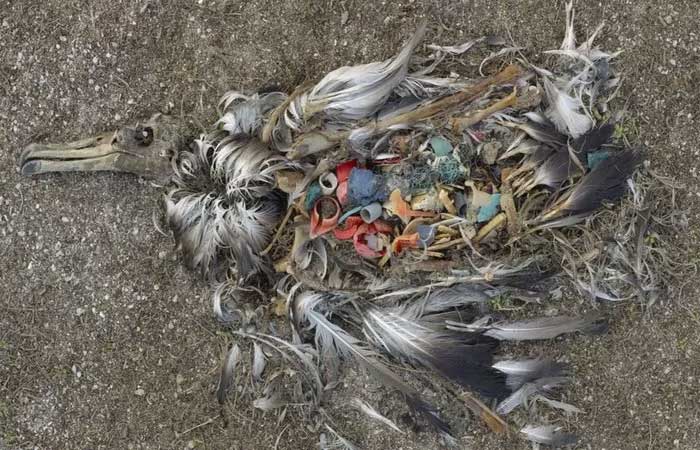 A impressionante foto que mudou a percepção mundial sobre a crise do plástico