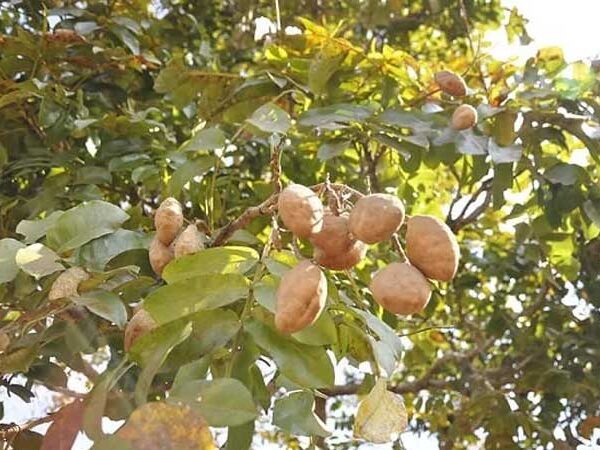 Produtora reabilita áreas degradadas com espécies nativas do Cerrado