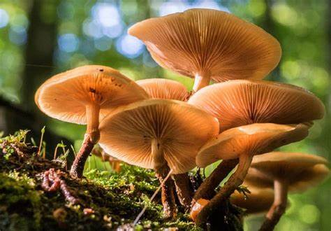 Cogumelos capturam um terço das emissões globais de CO2