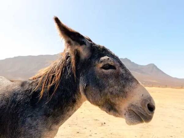 Ativistas pedem o fim da matança e consumo de burros para evitar a extinção