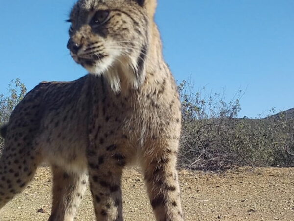 Linces ibéricos: estiveram quase extintos, agora são mais de 1600