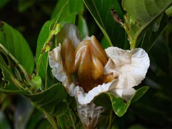 Perereca brasileira pode ser primeiro caso de anfíbios polinizando flores