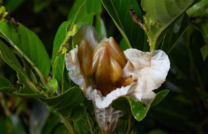 Perereca brasileira pode ser primeiro caso de anfíbios polinizando flores