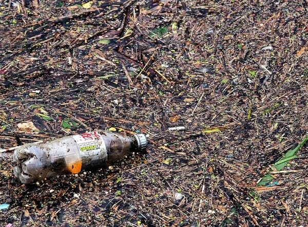 Acumulo de Lixo do Pacífico já tem o seu próprio ecossistema