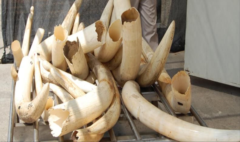Autoridades tanzanianas apreendem marfim e ossos de animais provenientes de Moçambique