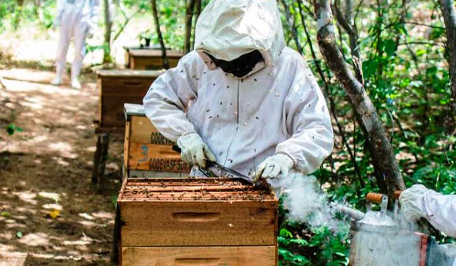 Projeto capacita mulheres para apicultura, garantindo autonomia financeira e segurança alimentar para suas comunidades