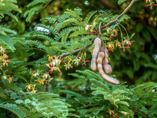 Semente de tamarindo é utilizada na fabricação de bioplástico