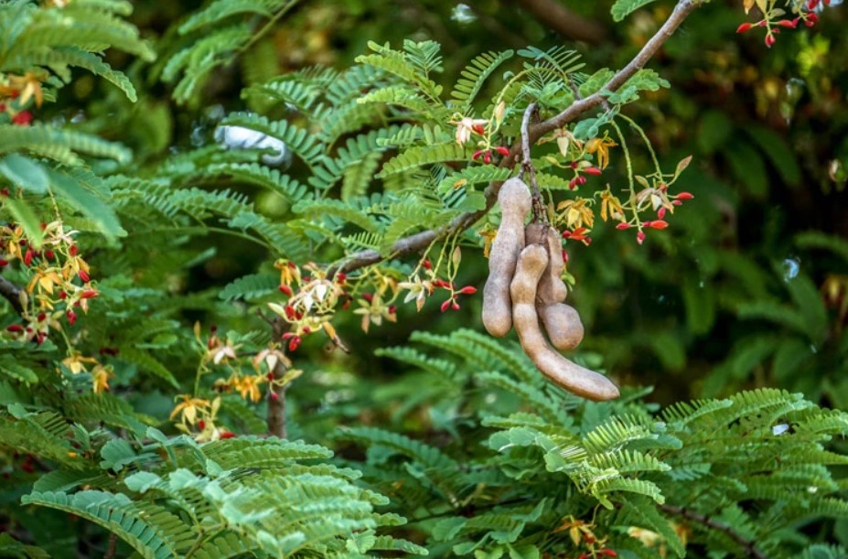 Semente de tamarindo é utilizada na fabricação de bioplástico