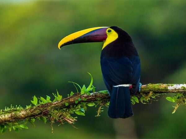 Monocultura é a maior ameaça para as aves, de acordo com estudo