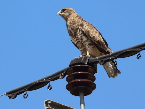 E-REDES e parceiros: há 20 anos a tornar as linhas elétricas mais seguras para as aves em Portugal