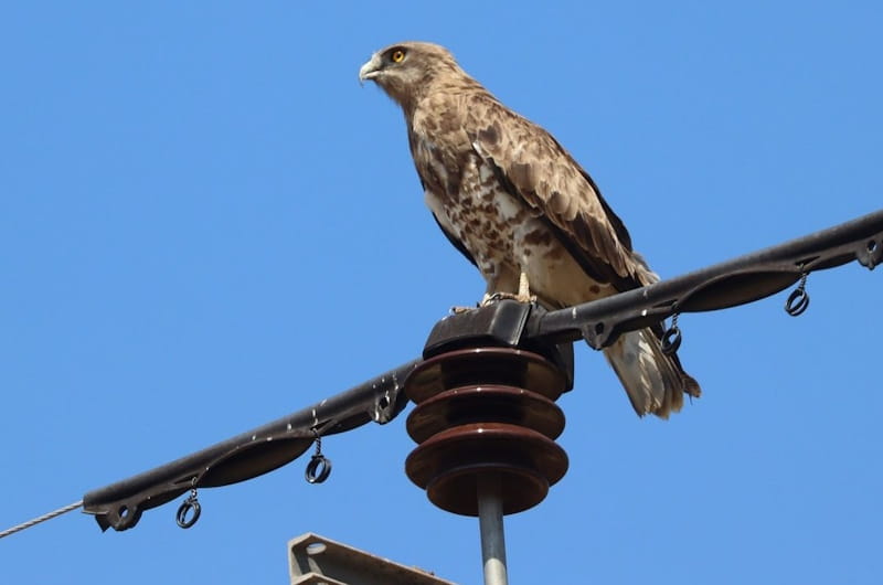 E-REDES e parceiros: há 20 anos a tornar as linhas elétricas mais seguras para as aves em Portugal