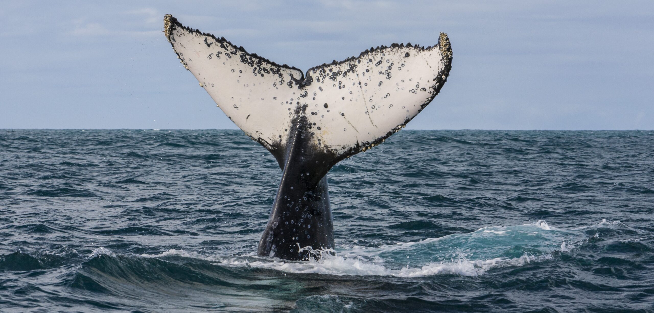 Primeiro registo de amamentação de baleias jubarte na Colômbia