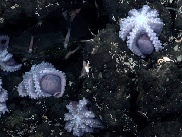 Investigadores descobrem novo berçário de polvos no fundo do mar na Costa Rica