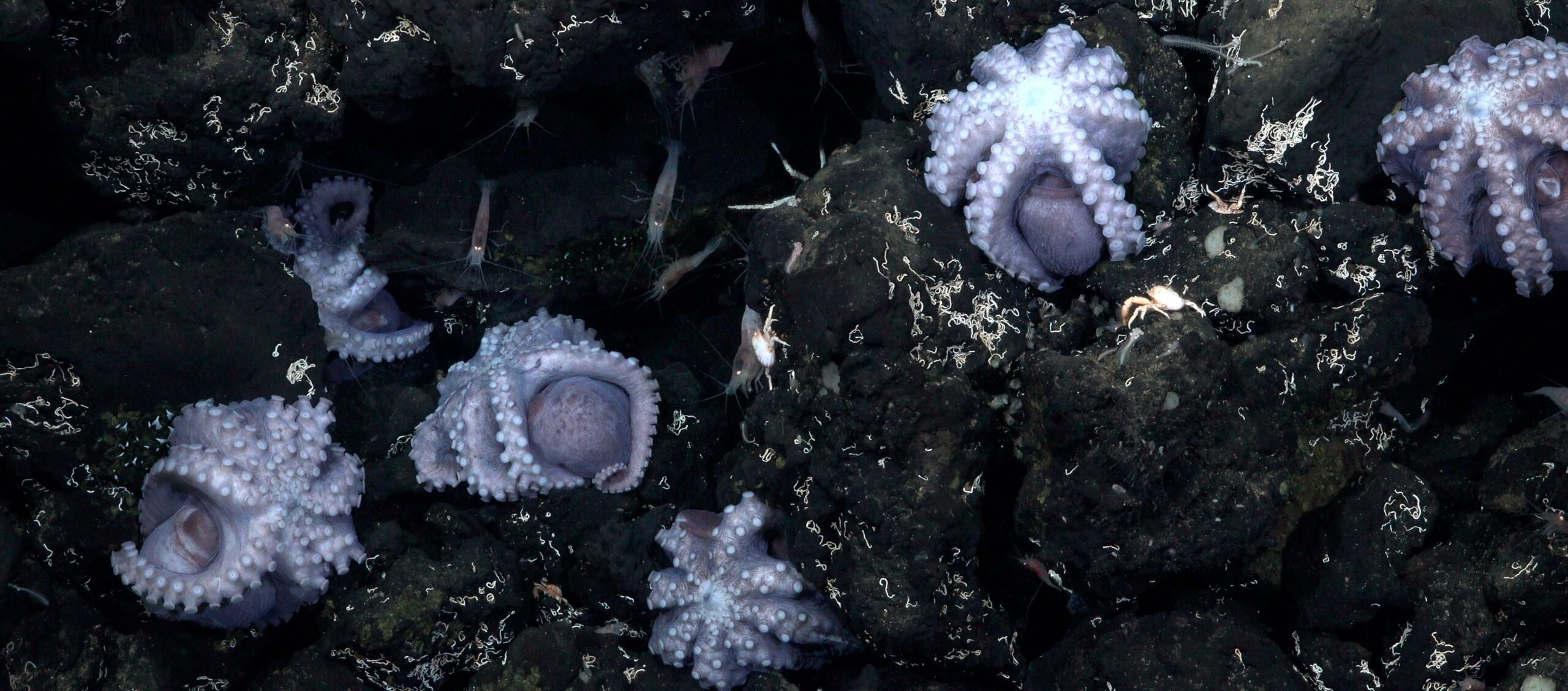 Investigadores descobrem novo berçário de polvos no fundo do mar na Costa Rica