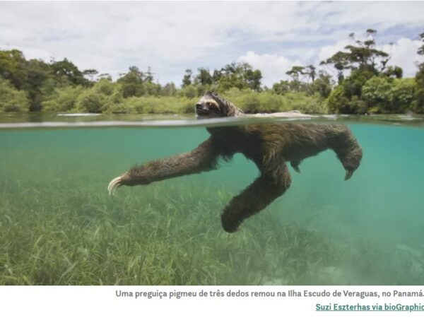 Preguiças-pigmeus nadadoras do Panamá vão para o mar