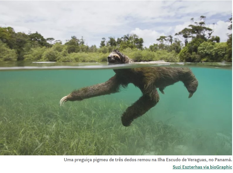 Preguiças-pigmeus nadadoras do Panamá vão para o mar