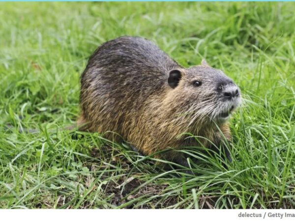 Nutria: O que você deve saber sobre o roedor invasor