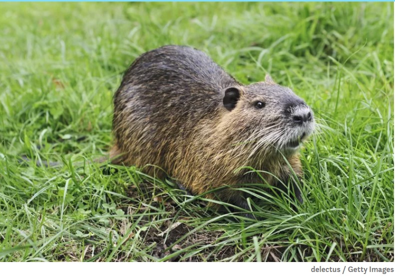 Nutria: O que você deve saber sobre o roedor invasor