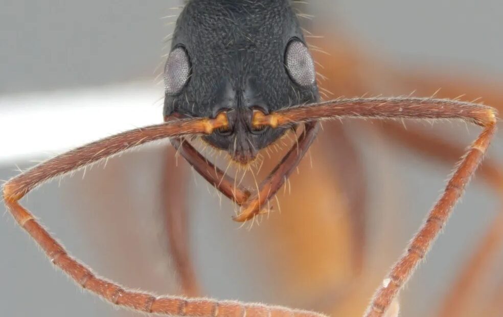 Formiga descoberta em Manaus ganha nome em homenagem à Elza Soares