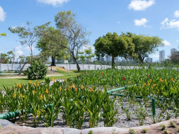 Jardins filtrantes em Recife despoluem águas de riacho