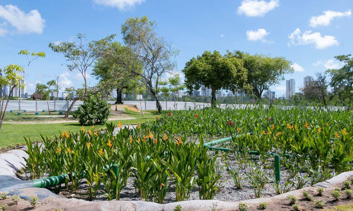 Jardins filtrantes em Recife despoluem águas de riacho