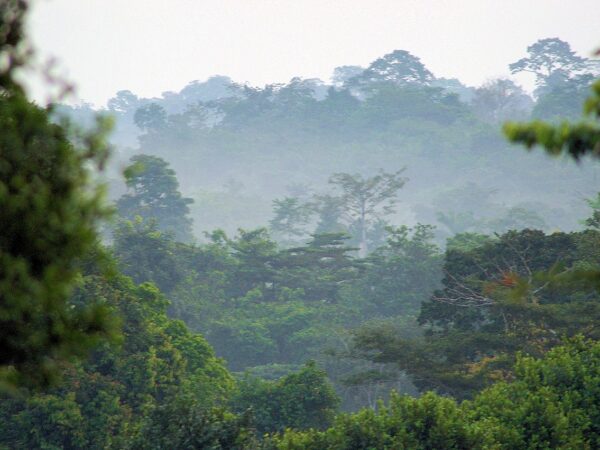 Estudo avaliou como é que comermos chocolate tem um sabor amargo para as florestas da África Ocidental