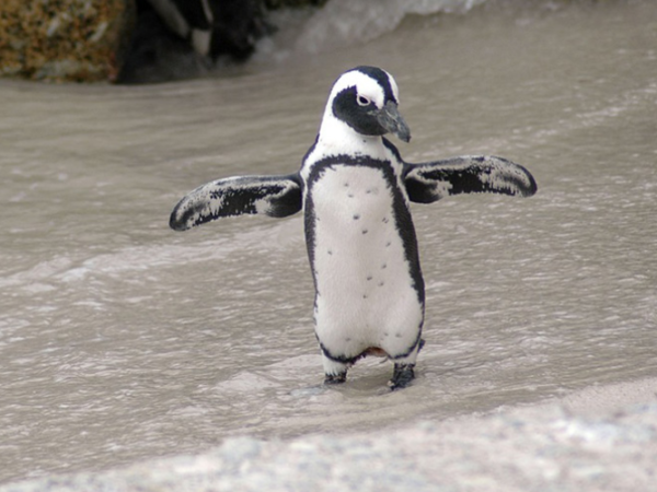 O que fazer quando encontrar um pinguim na praia?