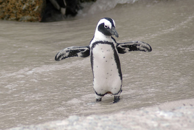 O que fazer quando encontrar um pinguim na praia?