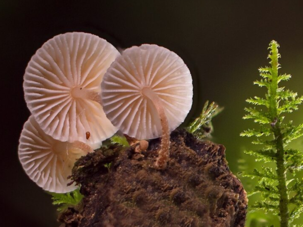 Fungos armazenam um terço das emissões de carbono do planeta