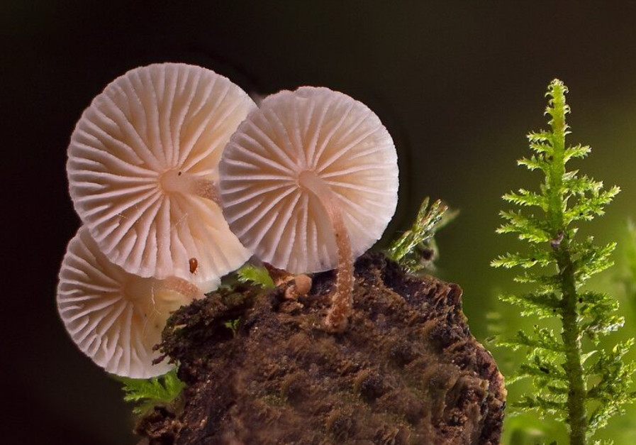 Fungos armazenam um terço das emissões de carbono do planeta