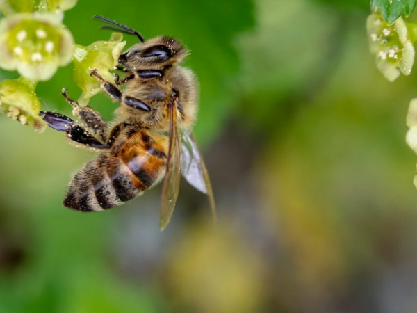 6 maneiras de atrair abelhas para o seu jardim