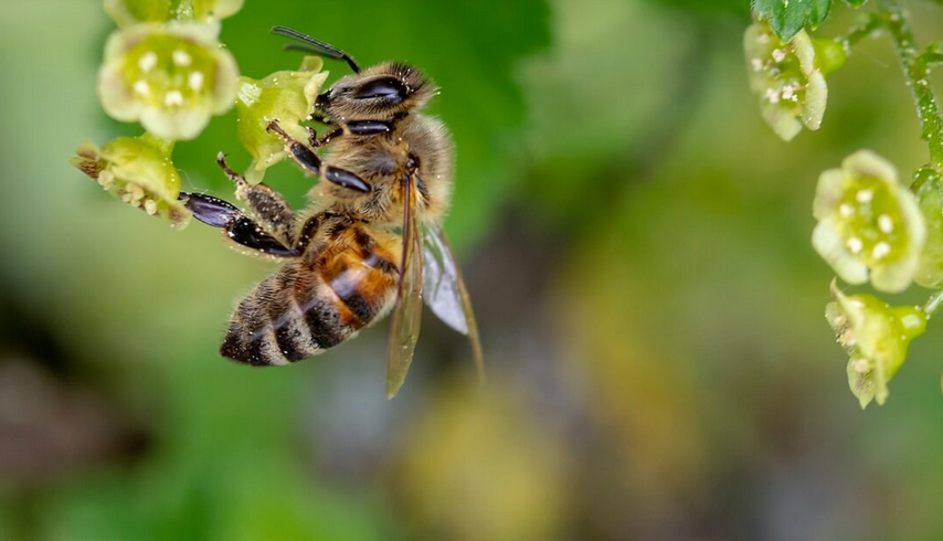 6 maneiras de atrair abelhas para o seu jardim