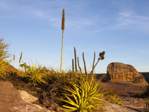 Até 2060, 40% da biodiversidade da Caatinga pode ser afetada pela mudança climática