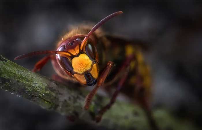 Como o comércio ilegal de abelhas coloca em risco o futuro da Mata Atlântica