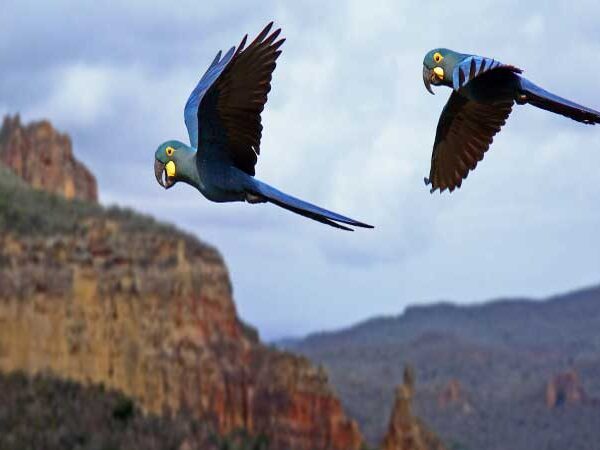 Aves x eólicas: o desafio de conciliar energia limpa com preservação na Caatinga