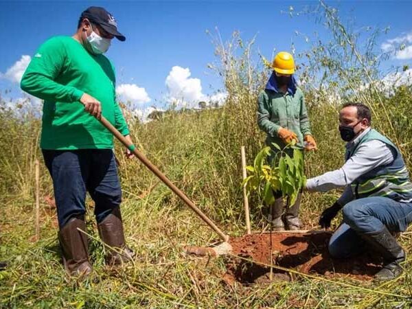 Cientistas querem salvar a Mata Atlântica clonando árvores: saiba como isso é feito