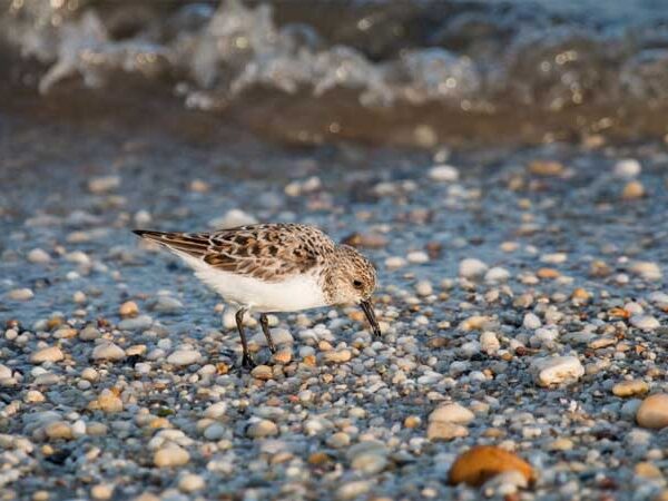 Pesquisadores cearenses aprimoram técnicas para proteger aves migratórias ameaçadas