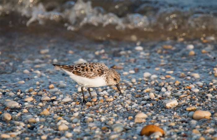 Pesquisadores cearenses aprimoram técnicas para proteger aves migratórias ameaçadas