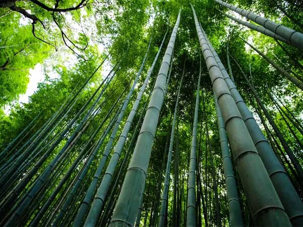 Bambu pode virar uma nova fonte renovável de energia