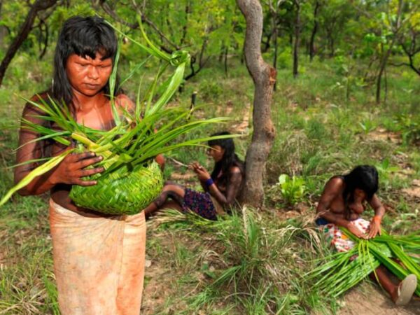 Banco Mundial investe quase US$ 1 milhão em projetos indígenas de conservação do cerrado