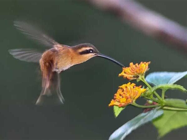 Estudo mostra como fragmentos da Mata Atlântica, isolados por pastos e plantações, estão à beira do colapso