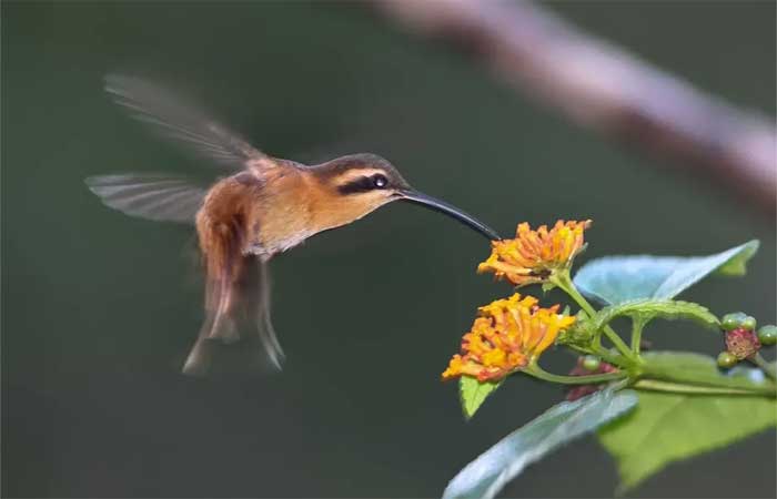 Estudo mostra como fragmentos da Mata Atlântica, isolados por pastos e plantações, estão à beira do colapso